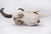animal skull 0039